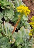 Aeonium diplocyclum.3.jpg