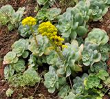 Aeonium diplocyclum.4.jpg