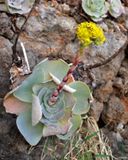 Aeonium diplocyclum.8.jpg