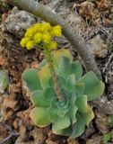 Aeonium diplocyclum.10.jpg