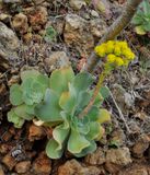 Aeonium diplocyclum.11.jpg