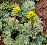 Aeonium diplocyclum.jpg