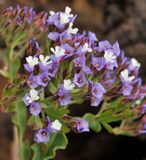 Limonium imbricatum. Close-up.