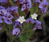 Limonium imbricatum. Close-up.