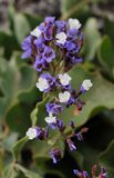 Limonium imbricatum. Close-up.