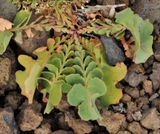 Limonium imbricatum. Foliage.
