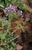 Limonium imbricatum. Inflorescence.