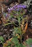Limonium imbricatum. Inflorescence.