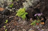 Limonium imbricatum