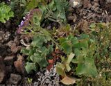 Limonium imbricatum