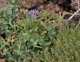 Limonium imbricatum