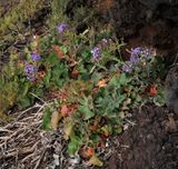 Limonium imbricatum