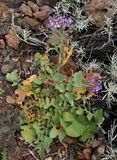 Limonium imbricatum