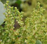 Rumex lunaria. Close-up.jpg