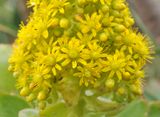 Aeonium arboreum ssp. holochrysum. Close-up.