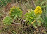 Aeonium arboreum ssp. holochrysum