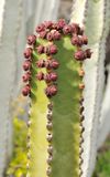 Euphorbia canariensis. Closer.