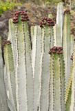 Euphorbia canariensis. Closer.