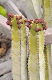 Euphorbia canariensis. Closer.
