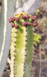 Euphorbia canariensis. Closer.