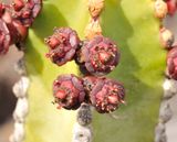 Euphorbia canariensis. Close-up.2.jpg