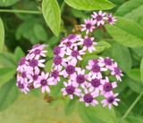 Pericallis papyraceus. Closer.jpg