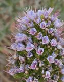 Echium  bond-spraguei. Close-up.jpg