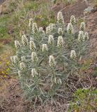 Echium  bond-spraguei.4 .jpg