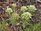 Echium brevirame.4.jpg