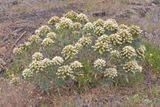 Echium brevirame.6.jpg