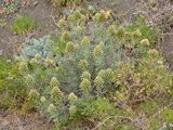 Echium brevirame.jpg