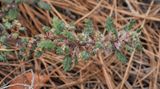 Forsskaolea angustifolia. Closer.2.jpg