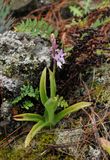 Orchis mascula subsp. lapalmensis.7.jpg