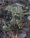 Aeonium davidbramwellii.jpg