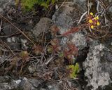 Aeonium spathulatum.jpg