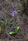 Orchis mascula subsp. lapalmensis.3.jpg