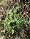 Aeonium goochiae.jpg