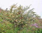 Chamaecytisus proliferus.jpg