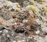 Monanthes subrosulata