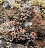 Monanthes subrosulata