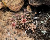 Monanthes subrosulata