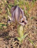 Iris acutiloba
