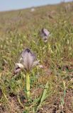 Iris acutiloba