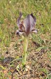 Iris acutiloba