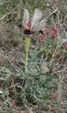 Iris paradoxa f. choschab.2.jpg