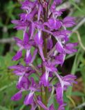 Orchis mascula subsp. longicalcarata. Close-up.jpg