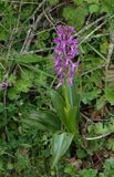 Orchis mascula subsp. longicalcarata.jpg