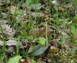 Steveniella satyrioides var. iranica.1.jpg