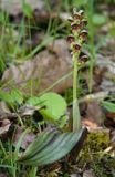 Steveniella satyrioides var. iranica.2.jpg