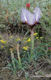 Iris paradoxa f. choschab.2.jpg